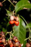 Climbing euonymus